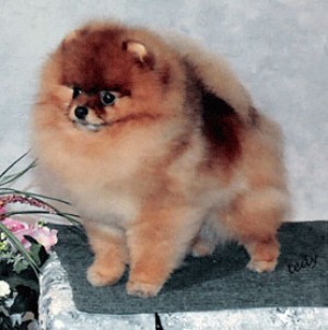 Pomhaven's Just Fur Fun