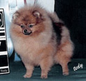 Pomhaven's Dream of the Orient