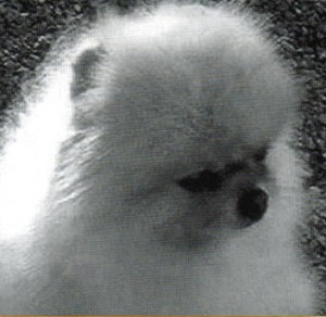 Tookeyes The Goldsmith