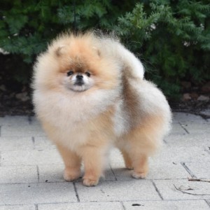 CR Chase What Matters