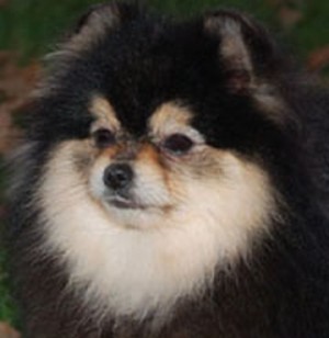 CR N Bachman's Full of Mischief