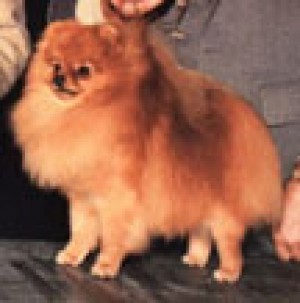 Emcee's A Chip of Diamond