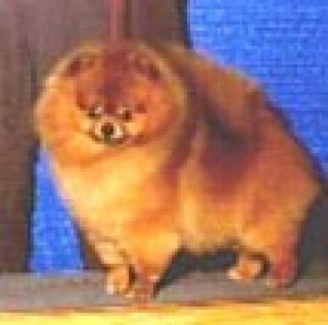 Rodi's Just One Look