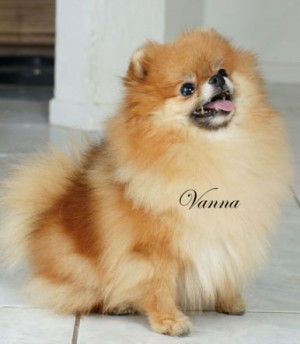 Vanna White of Lenette