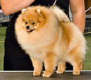 Mythical Princess of Ogres