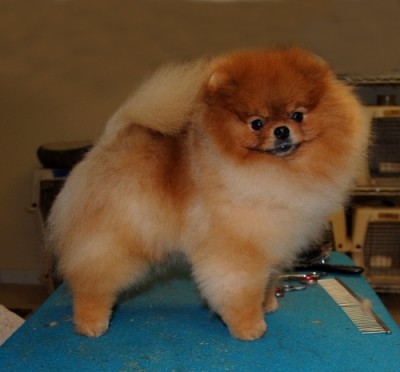 Kert at 2yrs 7mos old