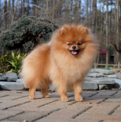 Jorah in his year shed at 12mos old