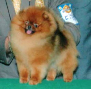 Noble's Born to Perform