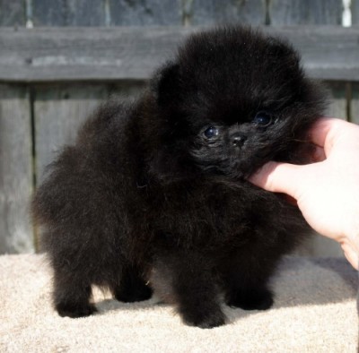 Claudia at 8 wks old