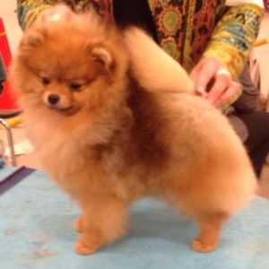 Chriscendo Can't Surrender