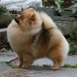 Chriscendo Chasing Time