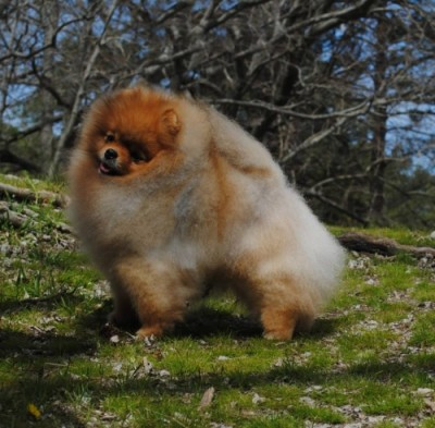 Darcy at 5 yrs old (April 2014)