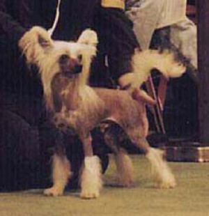 Whispering Lane Tuff N'Stuff