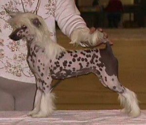 Wudnshu Money Fo Nothin Whisper Ln'