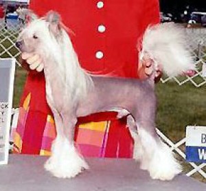 Wudnshu's I'll Be Back