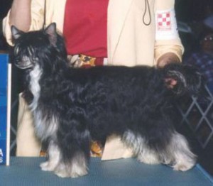 Wudnshu's Ebony And Ivory