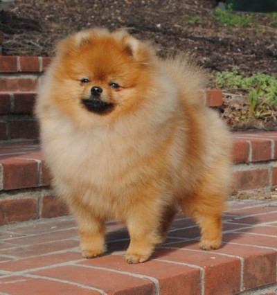 Dexter at almost 9mos