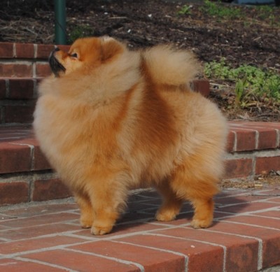 Dexter at almost 9mos