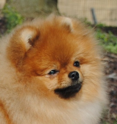 Dexter at almost 9mos