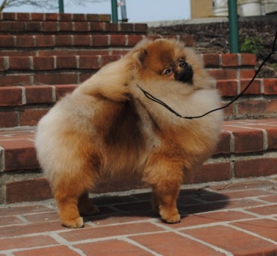 Snooki at almost 9mos old