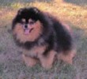 Kacee's Tailors Teddy Bear