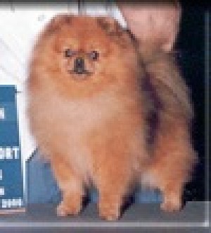 Janesa's Tailor Made of Kacee's