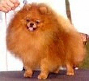 Apple's Traveling Diamond