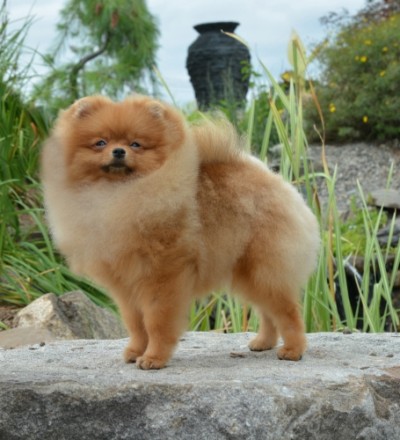 Mindy at 7 1/2 mos old