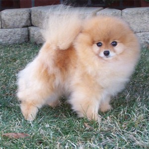 Bachman's My Dream Porsche