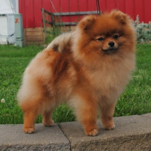 Silhouette's Seraphim