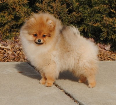 Doreah at 18 wks old