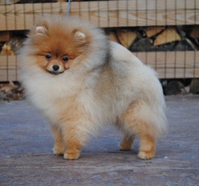 Missandei at 5mos old