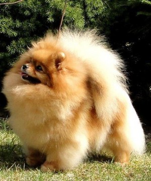 Yellow Butterfly Iz Kaskada Grez