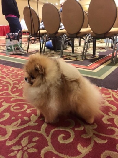 Darcy at 6yrs old at the APC National