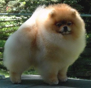 Babydoll's Buckle Up Ur Genes