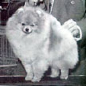 Windmist Captivation