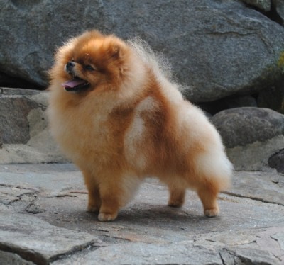 Jorah at 2 1/2 yrs old