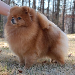 Jessica's Supermodel