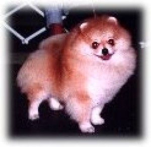 Chrisden's Creatin Distinction