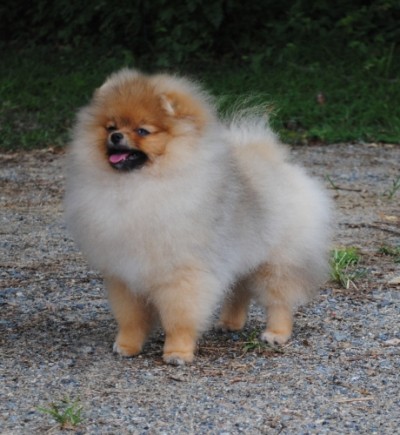 Vicki at 4 1/2 mos old