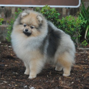 Silhouette's Surfacing