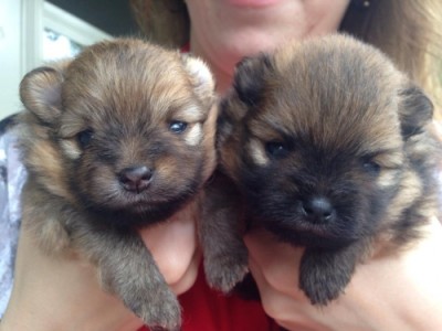 Tessa 3 wks (left)