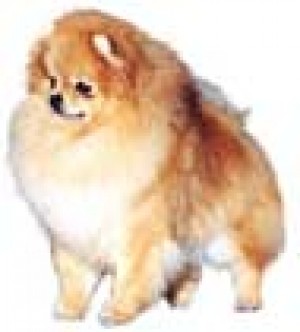 Heartland's I'm An Angel Too