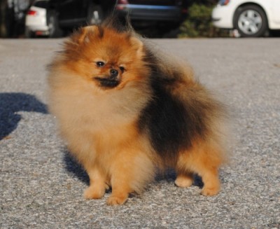 Drago at 18mos old, untrimmed