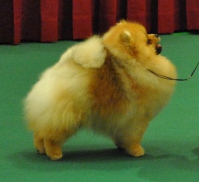 Bridge at a show in Hong Kong