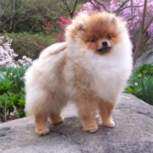 Lil Behrs Cinnamon Toast