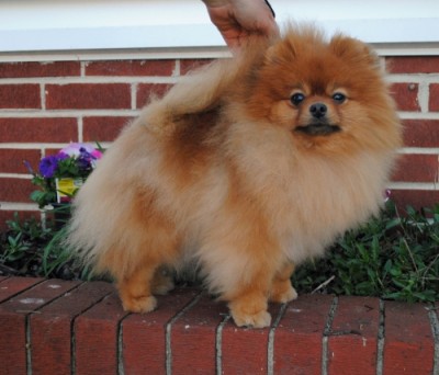 Pickles at 2 years old