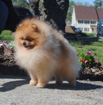 Bridge at 6 1/2 yrs old