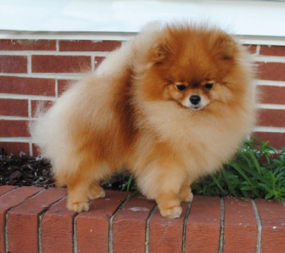 Jorah at 3 1/2 yrs old