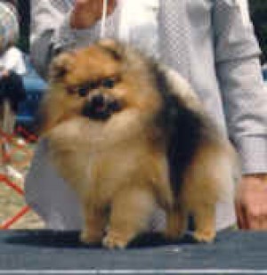 Cobles Traveling Bear